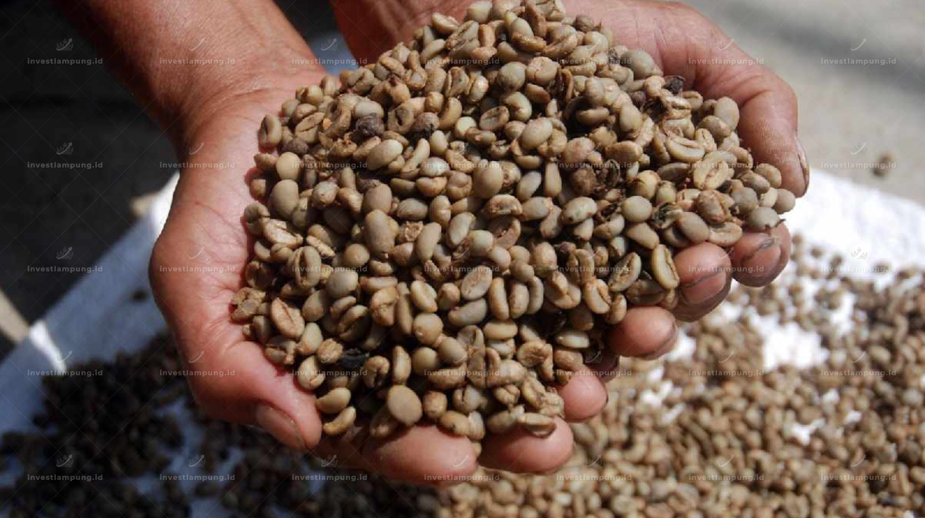 Harga Kopi Lampung Maret 2026, Turun Drastis atau Masih Stabil? Ini Fakta Terbarunya
