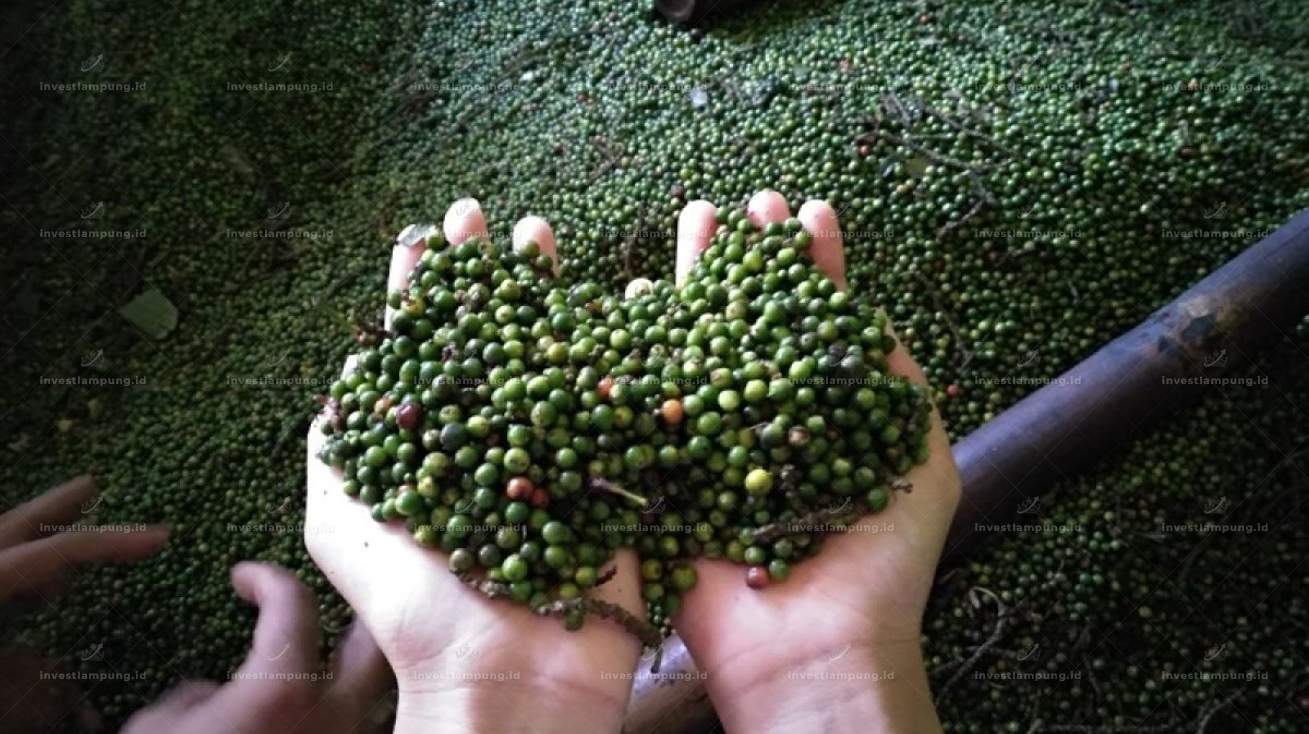 Harga Lada Lampung Maret 2026 Masih Tinggi, Ini Penyebab dan Prediksinya Petani Wajib Tahu!