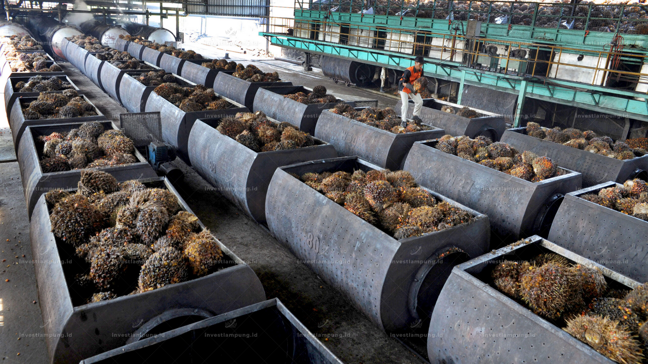 Perkebunan Sawit Lampung 2026, 200 Ribu Hektar Lahan dan Peluang Emas yang Belum Banyak Diketahui