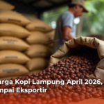 Update Harga Kopi Lampung April 2026, dari Petani sampai Eksportir
