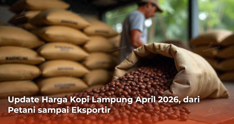 Update Harga Kopi Lampung April 2026, dari Petani sampai Eksportir
