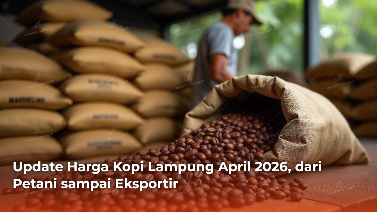 Update Harga Kopi Lampung April 2026, dari Petani sampai Eksportir